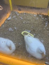-神奇动物撸宠馆·羊驼·小浣熊·异宠(豫园店)