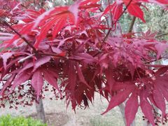 -元大都城垣遗址公园