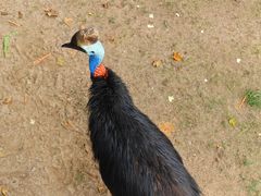 -西霞口神雕山野生动物世界