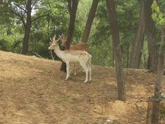 -秦皇岛野生动物园