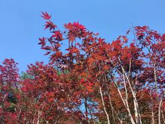 -广州市帽峰山景区