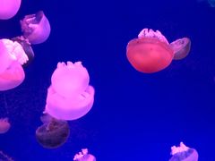 -南昌海洋公园