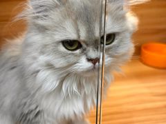 -猫十亿·布偶金渐层·曼基康矮脚猫舍(青年路店)