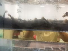 -小乡小镇·传承桐庐土菜·老板亲自烧的菜