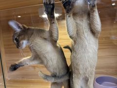 -猫十亿·布偶金渐层·曼基康矮脚猫舍(青年路店)