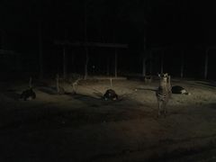 -清迈夜间动物园