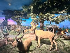 -国家自然博物馆