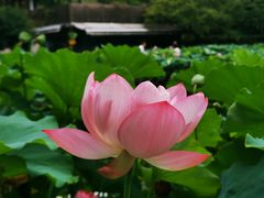 -陈家山荷花公园