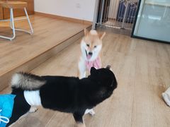 -南京Hallo宠物乐园·哈罗犬舍·柴犬繁育基地