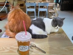 -豆逗聊愈猫阁Easy Life