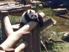 -沈阳森林动物园