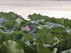 -湖畔居茶楼(湖滨店)