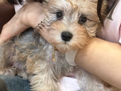 -柴犬小屋·柴餐厅·狗咖食堂(金鼎广场店)