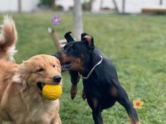 -百好乐宠物友好餐厅(朝外大街店)