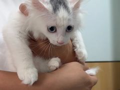 -瑞派长江宠物医院·猫科·外科·24小时夜护(谊城公寓分院)