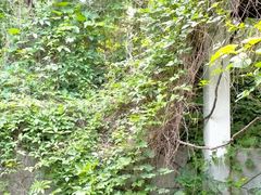 -黑龙江省森林植物园