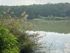 -大湾区中央湿地公园