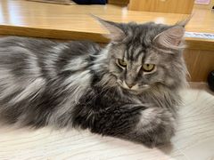 -猫和宫(六道口店)