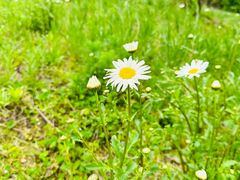 -武陵山森林公园