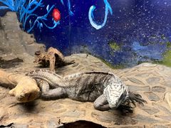 -上海大自然野生昆虫馆(东方明珠·爬宠昆虫探索中心)
