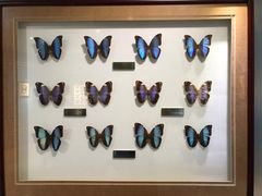 -上海昆虫博物馆