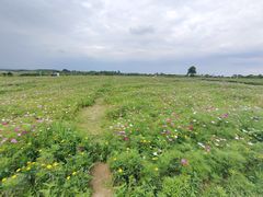 -空港花田景区