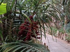 -呀路古热带植物园