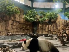 -泉州海丝野生动物世界