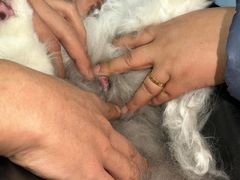 -四月宠物医院·猫专科·心脏专科·内科(转塘店)