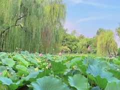 -莲湖公园