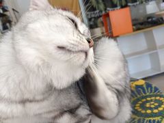 -平行世界·猫咖(首经贸店)
