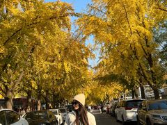 -三里屯东五街银杏大道