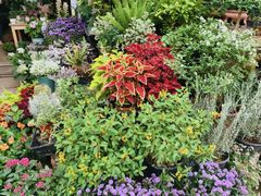 -桂林市花鸟市场