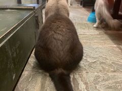 -猫咪博物馆(顶澳仔猫街店)