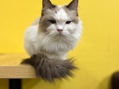 -猫咪咖啡店(新城大街店)