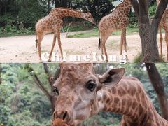 -广州长隆野生动物世界