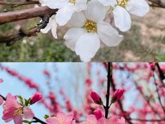 -石家庄市植物园