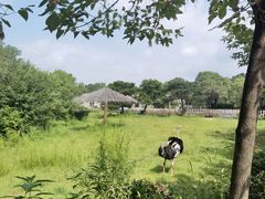 -沈阳森林动物园