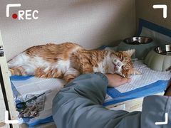 -德元·美联众合24小时动物医院(总院)
