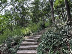 -上海佘山国家森林公园天马山园