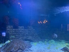 -烟台海昌鲸鲨海洋公园