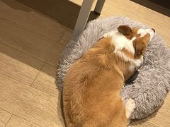 -翊宠yipet猫狗购宠庄园犬舍•猫舍