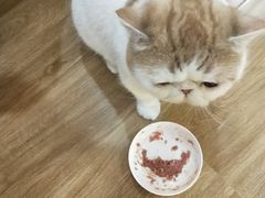 -滚猫咖啡·猫咖·猫友好撸猫(未来城店)
