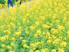 -西京湾花海