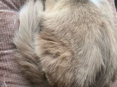 -琪喵猫屋·撸猫猫咖·猫舍
