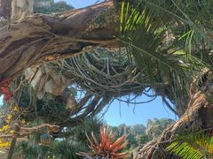 -奥兰多迪士尼动物王国乐园