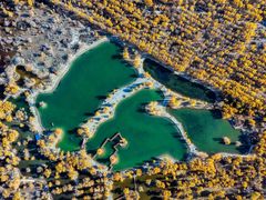 -金塔沙漠胡杨林景区