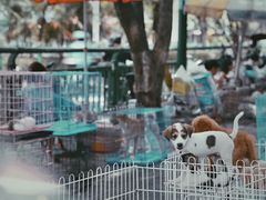 -桂林市花鸟市场