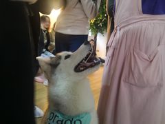 -Husky Go! 哈士奇体验馆·宠物咖啡厅狗咖