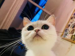 -猫色咖啡·猫咖